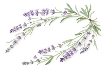 Arching Lavender Sprigs with Green Leaves on White Background flowers purple