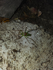 Close-up of a green bush cricket on stone surface at night, detailed macro shot of insect with long antennae, natural wildlife and entomology theme.