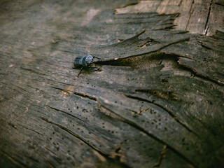 Close-up of a small beetle crawling on rough textured wood. Macro shot of insect exploring natural wooden surface in rustic outdoor setting.