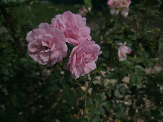 Closeup of blooming pink roses on a bush with soft blurred green background, symbol of love, tenderness, and elegance, perfect for floral decor, garden design, and nature photography.