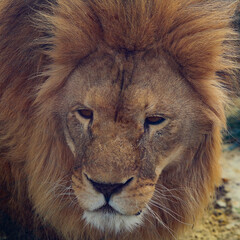 Portrait of a lion. Close-up.