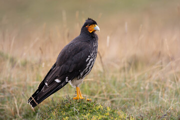 Carunculated Caracara (Phalcoboenus carunculatus) perched on mossy páramo in the Ecuadorian Andes