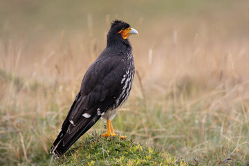 Carunculated Caracara (Phalcoboenus carunculatus) perched on mossy páramo in the Ecuadorian Andes