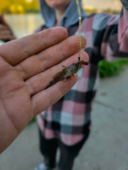 Close-up of a small fish caught on a fishing hook, held in a hand with blurred person in background.