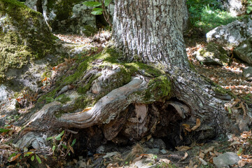 Close-up of chestnut tree roots and trunk with moss in forest, organic shapes and natural textures, ecological background symbolizing strength, stability and connection to nature.
