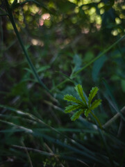 Closeup of a small green sprout with fresh leaves growing in the wild grass. Natural sunlight highlights the plant, symbolizing new life, ecology, and renewal.