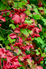 Vibrant Red Berries and Autumn Foliage of Guelder Rose