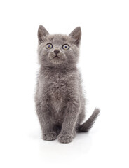 Gray kitten looking up.