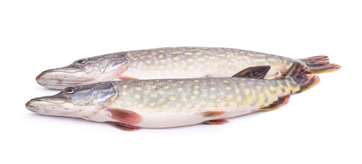 Two fresh pike.