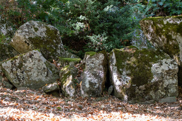 Moss-covered rocks in a forest with dry autumn leaves on the ground, natural background showing woodland textures, ecological environment and rustic outdoor scenery.