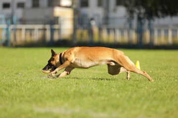 Malinois playing on the green grass 