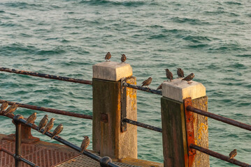 Starlings sitting on a rusty railing, English seafront. Sussex. Starlings migration.