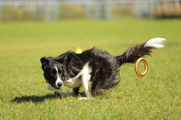 border collie playing with ball