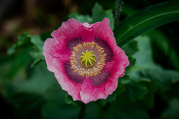 red and white flower