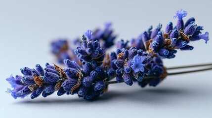   A field of lavender blossoms resting atop a white countertop against a pristine white backdrop