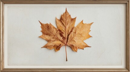 A single maple leaf, captured in its natural state with intricate details and subtle shadows on an off-white background, framed within a vintage frame
