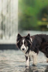 border collie dog