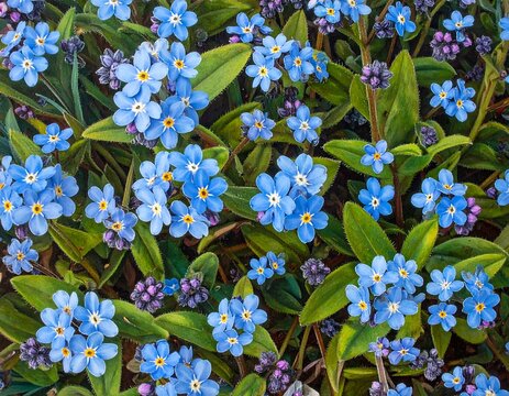 Close-up view of numerous forget-me-nots, showcasing vibrant blue flowers and lush green foliage.