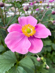 Zarte rosa Herbstanemone mit gelber Mitte