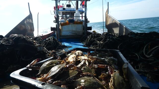 Korean Blue Crab Fishing Net West Sea (한국 서해 꽃게잡이 그물)-005