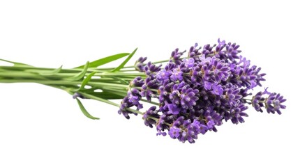Fototapeta premium Fresh lavender sprigs for floral decor on isolated on white background