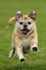 running dog on grass