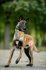 Malinois puppy in the park
