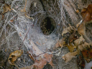 Close-up of spider web tunnel with dry leaves, natural cobweb structure creating mysterious hollow entrance in rustic outdoor scene.