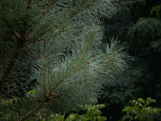 Fresh pine branch with green needles covered in raindrops after summer rain, close-up nature detail with forest background.