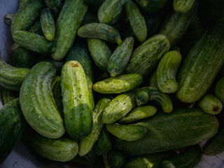 Fresh organic cucumbers with natural green texture, assorted shapes and sizes, perfect for farming, harvest, healthy food and eco market backgrounds.