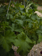 Close-up of fresh green pelargonium leaves in a hanging planter, showing natural texture and details of garden foliage in daylight.