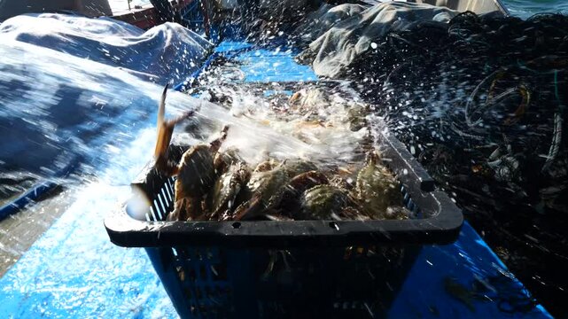 Korean Blue Crab Fishing Net West Sea - 한국 서해 꽃게잡이 그물-006