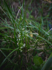 Close-up of small wild white flowers blooming among tall green grass in a natural meadow, symbolizing untouched nature, rural beauty, and peaceful summer scenery.