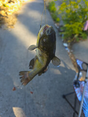 Close-up of catfish caught on fishing hook, hanging on line outdoors. Freshwater fishing trophy symbolizing angling hobby, recreation, sport fishing, and successful catch.