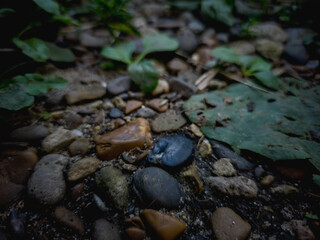 Close-up of natural wet pebbles and green leaves on forest ground, creating a moody and textured nature background.