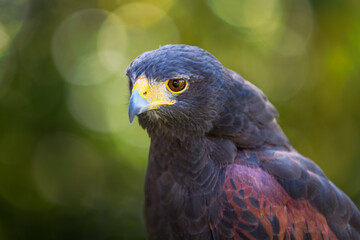 Hawk ( Parabuteo unicinctus) Looks Left and Forward