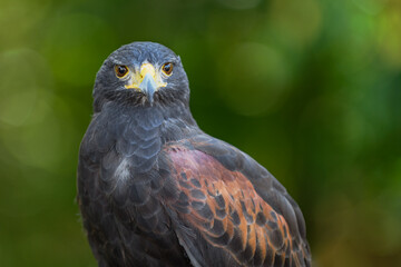Hawk ( Parabuteo unicinctus) Looks Out Against Green Background
