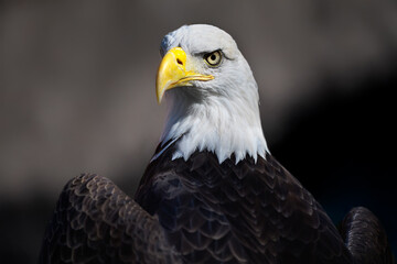 American Bald Eagle (Haliaeetus leucocephalus) Looks Out Over Shoulder