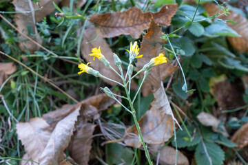 Descrizione (≈200 caratteri in inglese)
Wild yellow flower blooming among dry leaves and grass. Natural autumn scene symbolizing resilience, simplicity, seasonal change, and the beauty of spontaneous 