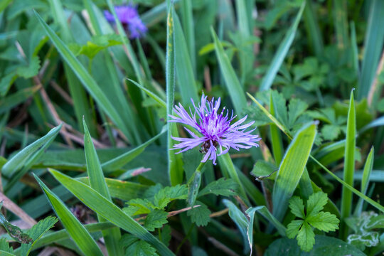 Close-up of a purple wildflower blooming among green grass and leaves. Natural background symbolizing spring, freshness, beauty of wild plants, and seasonal growth in nature. - Powered by Adobe