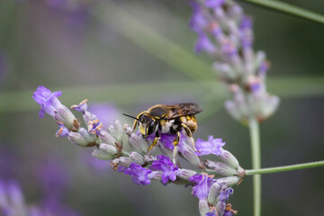 Abeille solitaire (genre Mégachile), aussi appelé abeille coupe feuille, sur une fleur de lavande