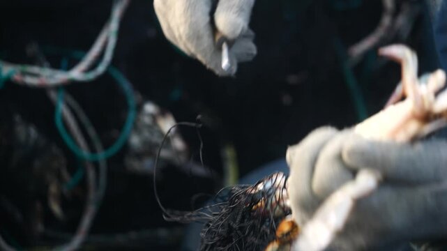 Korean Blue Crab Fishing Net West Sea (한국 서해 꽃게잡이 그물)-009