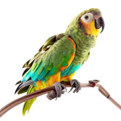 Vibrant parrot perched on branch (1)