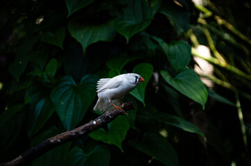 White bird perched among lush green leaves