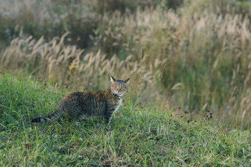 A cat hunting in the grass on an autumn evening