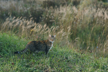 A cat hunting in the grass on an autumn evening