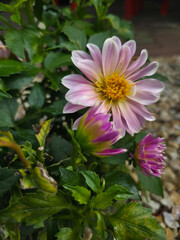 Pink dahlia flower with yellow center and buds in different blooming stages, surrounded by green leaves in a garden with natural daylight.