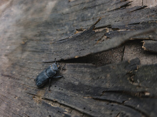 Macro photo of a lesser stag beetle (Dorcus parallelipipedus) on cracked old wood. Black beetle with rough wings and orange neck line, close-up nature insect photography.