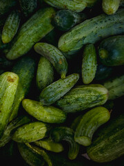 Heap of fresh green cucumbers with natural texture, organic vegetables in various shapes, ideal for farming, harvest, eco food and market backgrounds.