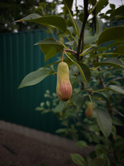 Ripe pear hanging on a tree branch with green leaves, natural fruit detail in garden, symbol of healthy food, freshness, and organic harvest.